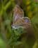 Icarusblauwtje 7 - Polyommatus icarus